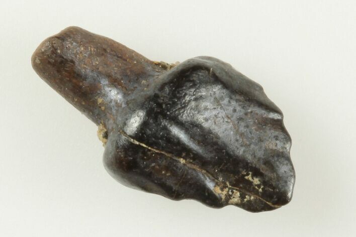 Rooted Ankylosaur Tooth - Judith River Formation, Montana #198707